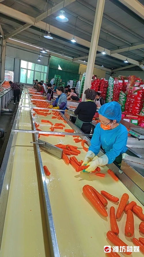 从寿光出发 一根跨越纬度的胡萝卜与玻璃抛光粉的迁徙之旅